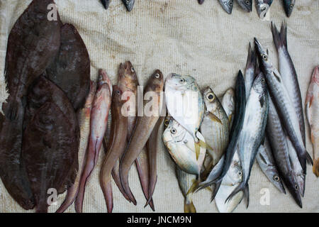 Fischmarkt in Puerto Lopez, Ecuador Stockfoto