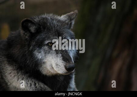 Alte Timber Wolf portrait Stockfoto