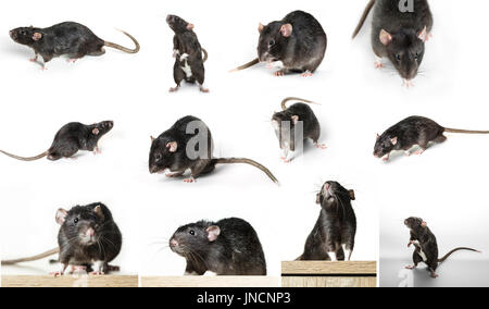 Graue Ratte in unterschiedlichen Posen auf weißem Hintergrund Stockfoto