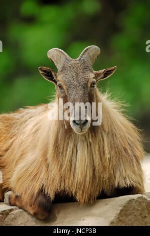 Himalayan Thar, männliche / (Hemitragus Jemlahicus) | Himalaya-Thar, Maennlich / (Hemitragus Jemlahicus) Stockfoto