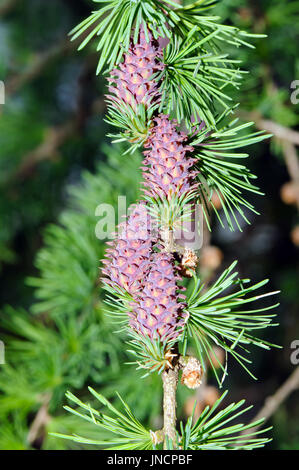 Europäische Lärche (Larix Decidua) Zweig mit jungen Samen Kegel (rot) und Blütenstaub Kegel (gelb). Stockfoto