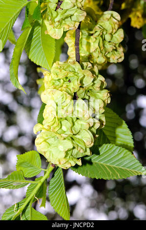 Laub und geflügelten Früchte der Europäische weiße Ulme (Ulmus Laevis). Stockfoto