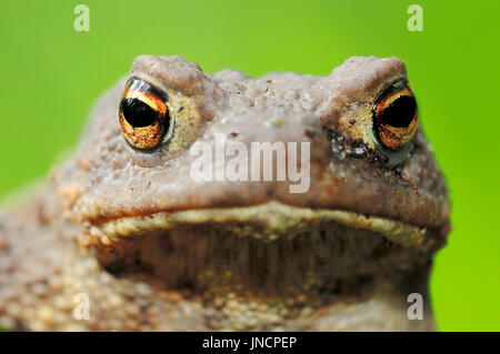 Gemeinsamen Kröte, North Rhine-Westphalia, Deutschland / (Bufo Bufo) | Erdkroete, Nordrhein-Westfalen, Deutschland / (Bufo Bufo) Stockfoto