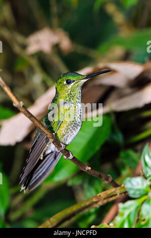 Nahaufnahme einer Frau des grün-gekrönter brillanten (Heliodoxa Jacula). Stockfoto