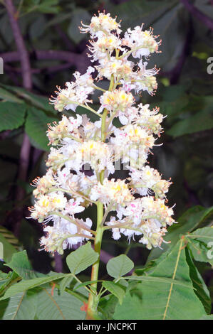 Blüten der Rosskastanie (Aesculus Hippocastanum). Stockfoto