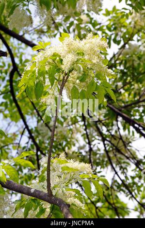 Laub und Blüten der gemeine Esche (Fraxinus Excelsior). Stockfoto