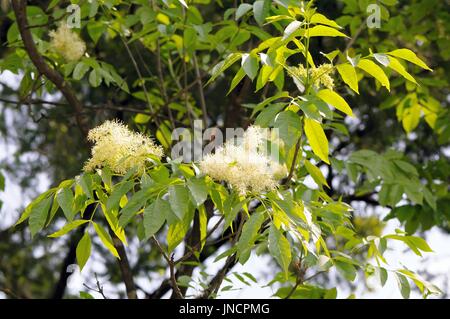 Laub und Blüten der gemeine Esche (Fraxinus Excelsior). Stockfoto