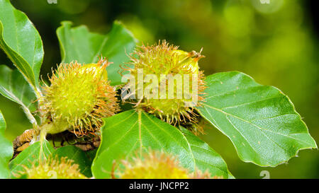 Laub und Muttern der Rotbuche (Fagus Sylvatica). Stockfoto