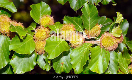 Laub und Muttern der Rotbuche (Fagus Sylvatica). Stockfoto