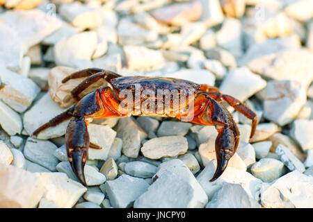 Meer-Krabben an der felsigen Küste des Meeres. Stockfoto