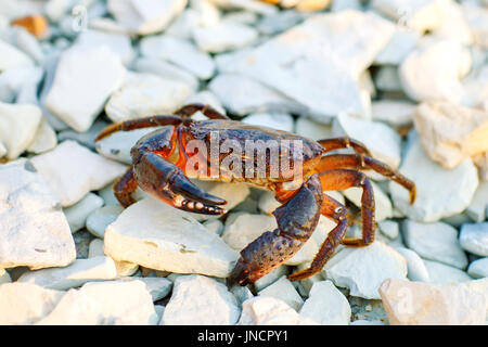 Meer-Krabben an der felsigen Küste des Meeres. Stockfoto