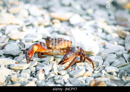 Meer-Krabben an der felsigen Küste des Meeres. Stockfoto