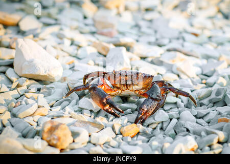 Meer-Krabben an der felsigen Küste des Meeres. Stockfoto