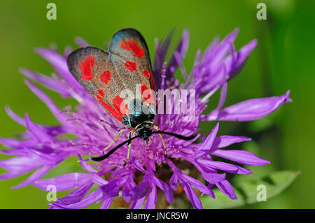 New Forest Burnet, Provence, Südfrankreich / (Zygaena Viciae) | Kleine Fuenffleck-Widderchen, Provence, Suedfrankreich Stockfoto