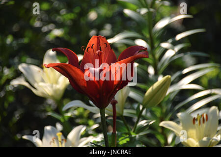 Red lily im Sonnenlicht gegen Weiße Lilien im Hintergrund Stockfoto