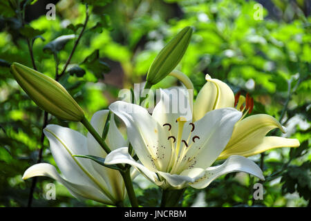 Weiße Lilien im Sonnenlicht gegen verwackelte grünen sonnigen Hintergrund Stockfoto