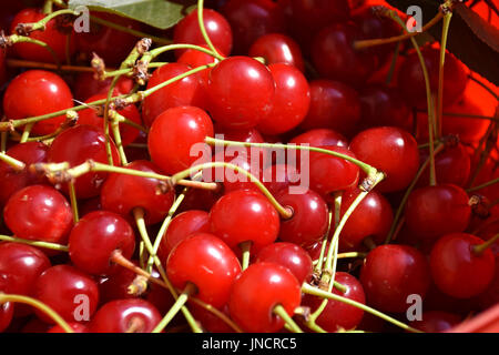 Sauerkirschen im Sonnenlicht Reif Stockfoto