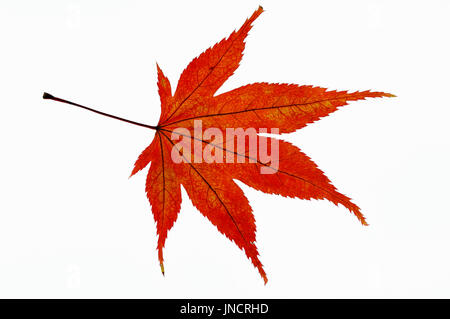 Japanischer Ahorn, Blatt im Herbst / (Acer Palmatum) | Faecherahorn, Blatt Im Herbst / (Acer Palmatum) Stockfoto