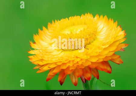 Strawflower / (Helichrysum Bracteatum) Stockfoto