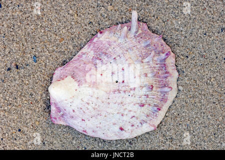 Dornige Oyster shell, Frankreich / (Spondylus spec.) | Stachelauster, Muschelschale / (Spondylus spec.) Stockfoto