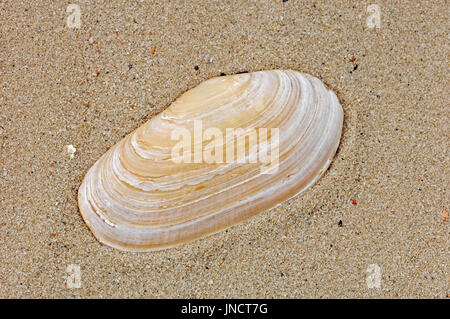 Otter-Shell, Texel, Niederlande / (Lutraria Lutraria) | Ottermuschel, Muschelschale / (Lutraria Lutraria) Stockfoto