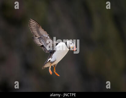 Papageitaucher Fratercula Arctica, im Flug Stockfoto