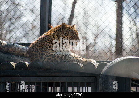 Fernöstliche Leopard starke schnell Wildtier Stockfoto