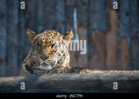 Fernöstliche Leopard starke schnell Wildtier Stockfoto