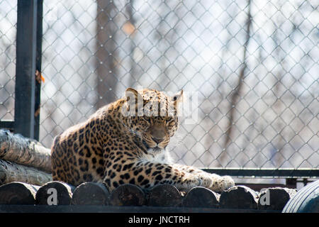 Fernöstliche Leopard starke schnell Wildtier Stockfoto