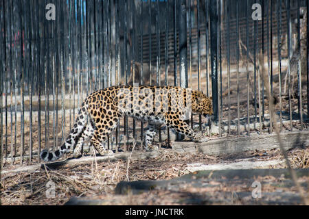 Fernöstliche Leopard starke schnell Wildtier Stockfoto