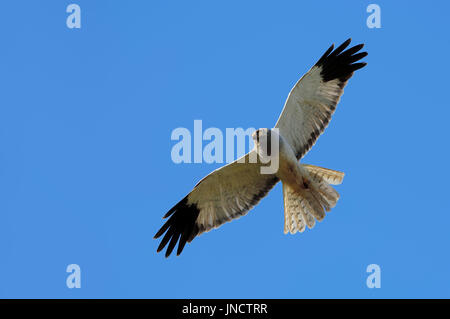 Kornweihe, Männlich, Texel, Niederlande / (Circus Cyaneus) | Kornweihe, Maennlich, Texel, Niederlande / (Circus Cyaneus) Stockfoto