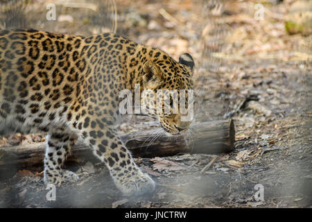 Fernöstliche Leopard starke schnell Wildtier Stockfoto