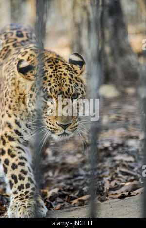 Fernöstliche Leopard starke schnell Wildtier Stockfoto