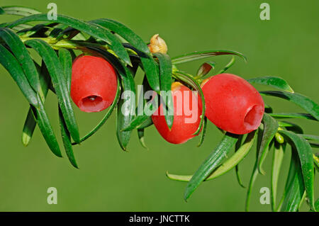 Europäische Eibe, Zweig mit Zapfen, North Rhine-Westphalia, Deutschland / (Taxus Baccata) | Europaeische Eibe, Arillus, Nordrhein-Westfalen Stockfoto