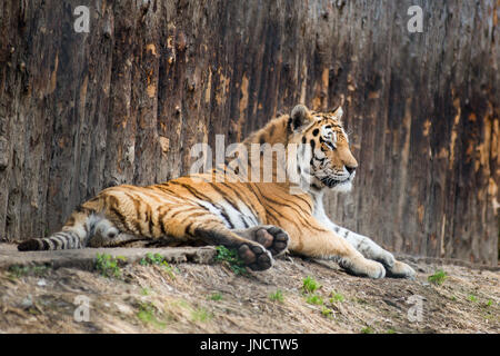 Große Tiger liegend auf dem Rasen Stockfoto