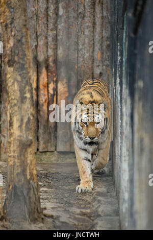 Große Tiger liegend auf dem Rasen Stockfoto