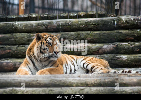 Große Tiger liegend auf dem Rasen Stockfoto