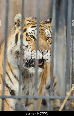 Große Tiger liegend auf dem Rasen Stockfoto