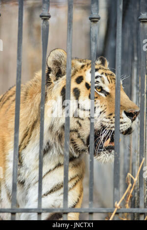 Große Tiger liegend auf dem Rasen Stockfoto