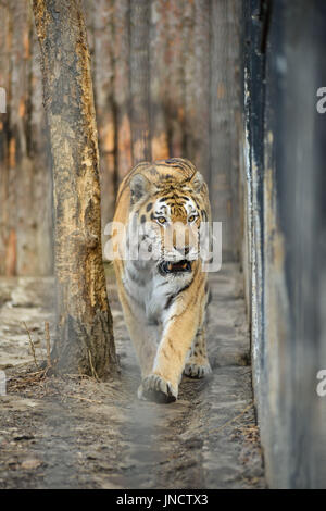 Große Tiger liegend auf dem Rasen Stockfoto