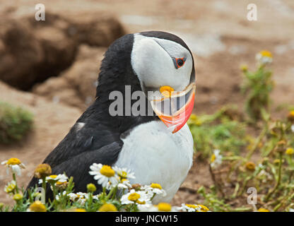 Papageitaucher Fratercula Arctica, putzen Stockfoto