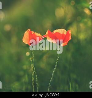 Schöne blühende Mohn im grünen Rasen im Feld (Papaveraceae) Stockfoto