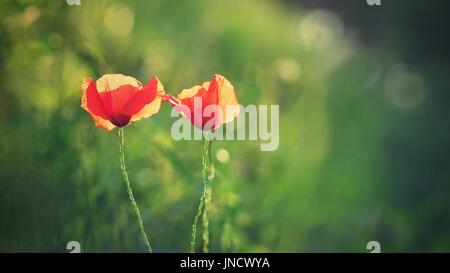 Schöne blühende Mohn im grünen Rasen im Feld (Papaveraceae) Stockfoto