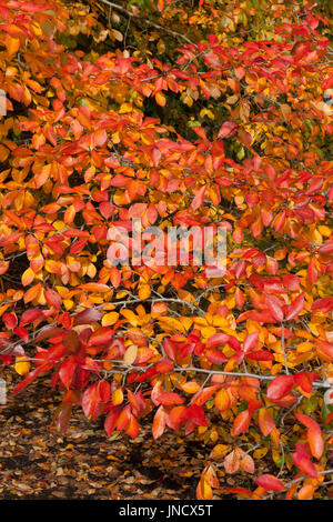 Nyssa Sylvatica "Wisley Bonfire" Stockfoto