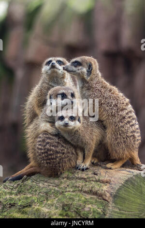 Gruppe von Erdmännchen (Suricata Suricatta) mit einer Umarmung in den Zoo von Antwerpen, Belgien. Stockfoto