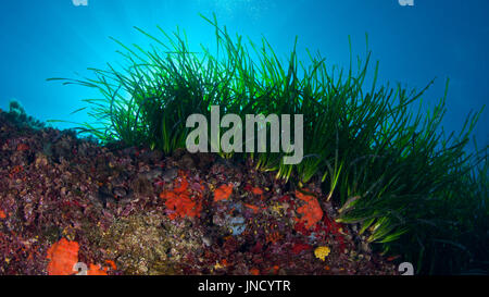 Unterwasser-Szene zeigen Neptun Grass (Posidonia Oceanica) wiesen Gemeinschaft am Naturpark Ses Salines auf Formentera (Balearen, Spanien) Stockfoto