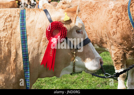 eine erste Preis Rosette Gewinner Gewinner Bull Kuh an einen Jahrmarkt in Cornwall, England, uk. Stockfoto