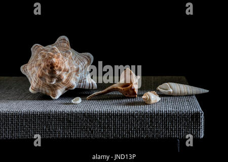 Stilleben mit Muscheln auf einem Tisch imitiert der niederländischen Meister der Ölmalerei Stockfoto