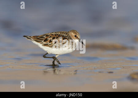 Zwergstrandläufer - Calidris minuta Stockfoto