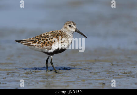 Alpenstrandläufer - Calidris alpina Stockfoto